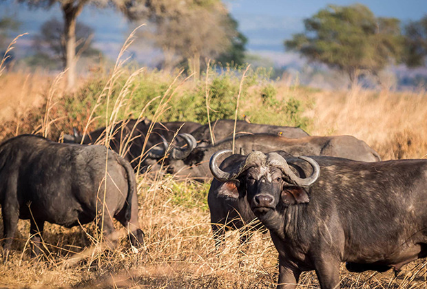 4 Days Ndutu Migration Safari - Mid December – April